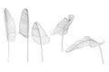 Banana leaves illustration. Set of line hand drown leaves.