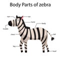 Illustrator of body parts of zebra Royalty Free Stock Photo