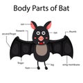 Illustrator of body parts of bat Royalty Free Stock Photo