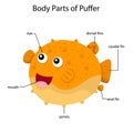 Illustrator of body parts of puffer