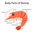 Illustrator of body parts of shrimp