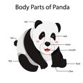Illustrator of body parts of panda