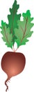 Beat Root Vegetable, Also Known As Beet Vegetable - Vector Illustration