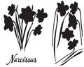 Silhouette of Nsrcissus flower. Bouquet of Narcissus. Royalty Free Stock Photo