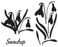 Silhouette of Snowdrop flower galanthus. Bouquet of snowdrops.