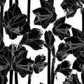 Amaryllis hippeastrum lilly flower branch black and white outline sketch seamless pattern. Spring floral bouquet foliage element.