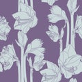 Hippeastrum lilly blooming flowers seamless pattern. Royalty Free Stock Photo