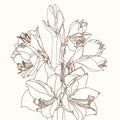 Decorative amaryllis line flowers bouquet brown sepia outline on beige background.