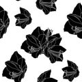 Amaryllis hippeastrum lilly flower black and white outline sketch seamless pattern.