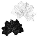 Decorative amaryllis black and white flowers set, design elements. Can be used for cards, invitations, banners, posters, print des