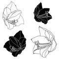 Decorative amaryllis black and white flowers set, design elements. Can be used for cards, invitations, banners, posters, print des