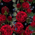 Illustration of red flowers, berries and eucalyptus. Seamless pattern of roses and herbs on black background. Royalty Free Stock Photo