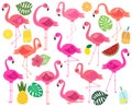 Vector Collection of Flamingos, Tropical Leaves, Fruit and Summery Drinks