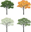 Tree in four seasons summer fall winter spring isolated on white background Royalty Free Stock Photo