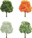 Large tree in four seasons summer fall winter spring isolated Royalty Free Stock Photo