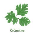 Cilantro isolated on white background.