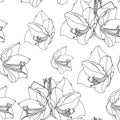 Hippeastrum lilly blooming flowers seamless pattern.