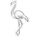 Print flamingo sketch one line draw vector illustration