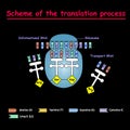 Scheme of the translation process. syntesis of mRNA from DNA in the nucleus. The mRNA decoding ribosome by binding of complementar