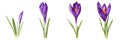 Set of purple spring crocus flowers on white background.