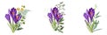 Set of purple spring crocus flowers bouquet with garden herbs on white background.