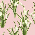 Seamless pattern with white snowdrop flowers with green leaves bouquet.