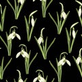 Seamless pattern with white snowdrop spring flowers and green leaves . Royalty Free Stock Photo