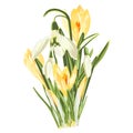 Yellow spring crocus and snowdrops flowers bouquet on white background. Royalty Free Stock Photo