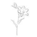Print lilia flower vector illustration