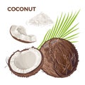 Vector set of whole coconut, half and piece, coconut flakes, palm leaf.