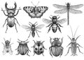 Insect illustration, drawing, engraving, ink, line art, vector