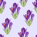 Violet crocus flowers bouquet seamless pattern. Watercolor style Illustration. Royalty Free Stock Photo