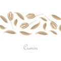 Pattern of cumin seeds. Culinary aromatic spices. Botanical pattern of cumin