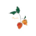 Physalis hand drawn ripe berries bunch with leaves icon. Sketch style natural organic vitamin