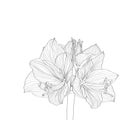 Decorative amaryllis lilies in bloom. Line black and white flowers, design elements.