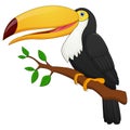 Cute toucan bird cartoon Royalty Free Stock Photo