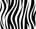 Animal safari abstract skin white and black seamless pattern repeated. Vector jungle strip. white tiger Royalty Free Stock Photo