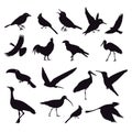 Silhouette of birds on white.