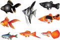 Vector - Aquarium Fish Freshwater