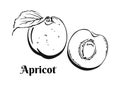 Apricot icon isolated on white background. Black and white image of fruit.