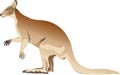 Kangaroo or Wallabi Side View - Vector Illustration