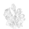 Decorative amaryllis lilies bouquet. Line black and white flowers, design elements.