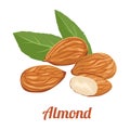 Almond Vector illustration. Raw nuts in cartoon flat style.