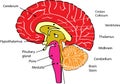 Creative brain design with touch points words brain head