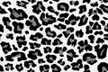 Texture repeating seamless pattern snow leopard jaguar white leopard Royalty Free Stock Photo