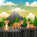 Three leopard cartoon enjoying on the mountain a cliff