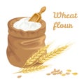 Wheat flour in bag. Vector ears of wheat and grain.
