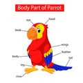 Diagram showing body part of parrot