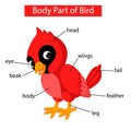 Diagram showing body part of red cardinal bird