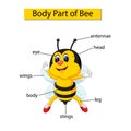 Diagram showing body part of bee